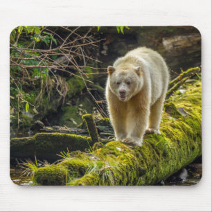 White Spirit Bear   British Columbia, Canada Mouse Pad