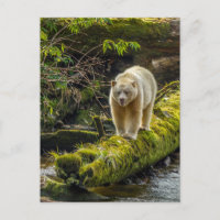 White Spirit Bear | British Columbia, Canada