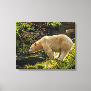 White Spirit Bear Canvas Print