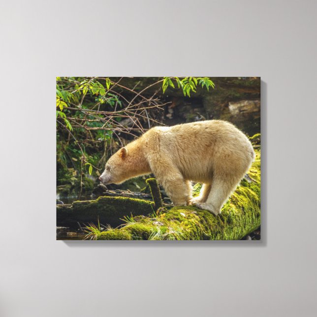 White Spirit Bear Canvas Print (Front)