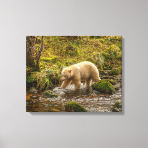 White Spirit Bear Hunts for fish on Riordan Creek Canvas Print