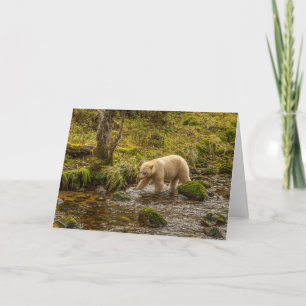 White Spirit Bear Hunts for fish on Riordan Creek Card