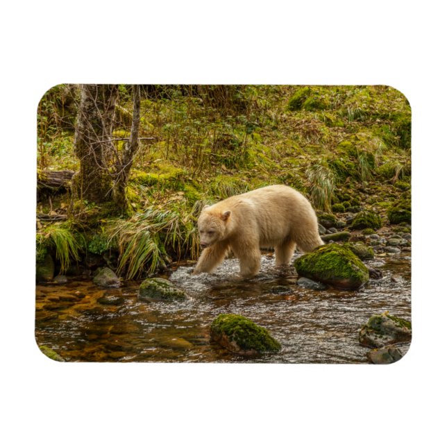 White Spirit Bear Hunts for fish on Riordan Creek Magnet (Horizontal)