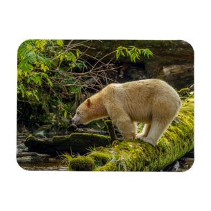 White Spirit Bear Magnet