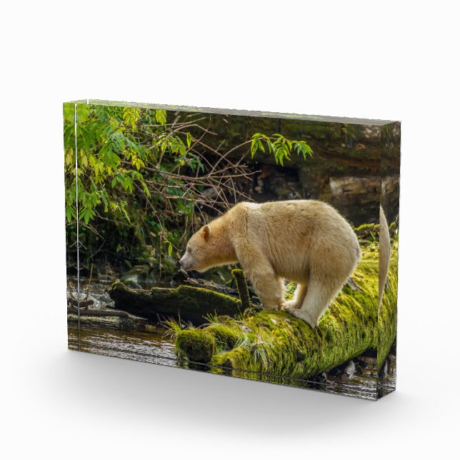 White Spirit Bear Photo Block (Right)