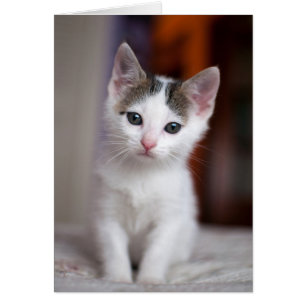 White Spotted Kitty