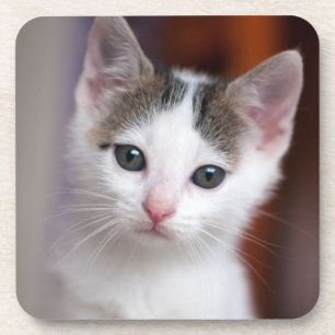 White Spotted Kitty Coaster
