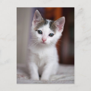 White Spotted Kitty Postcard