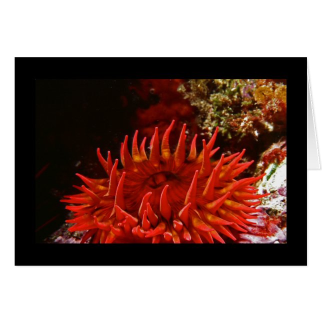 White Spotted Rose Anemone (Front Horizontal)