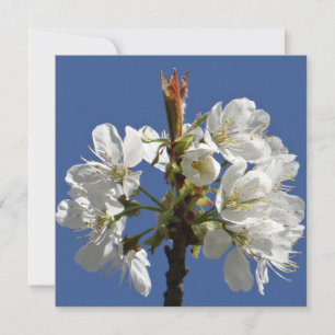 White Spring Bloom