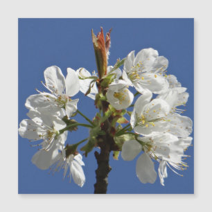 White Spring Bloom