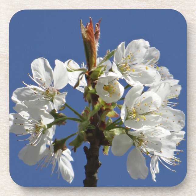 White Spring Bloom Coaster (Front)