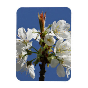 White Spring Bloom Magnet