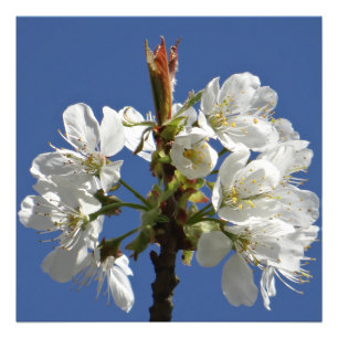 White Spring Bloom Photo Print