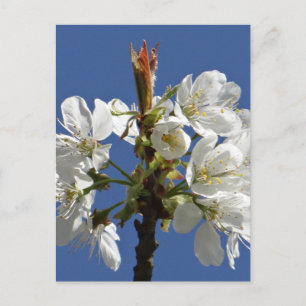 White Spring Bloom Postcard
