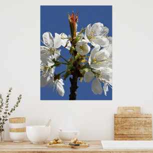 White Spring Bloom Poster