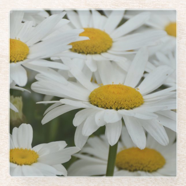 White spring daisies glass coaster (Front)