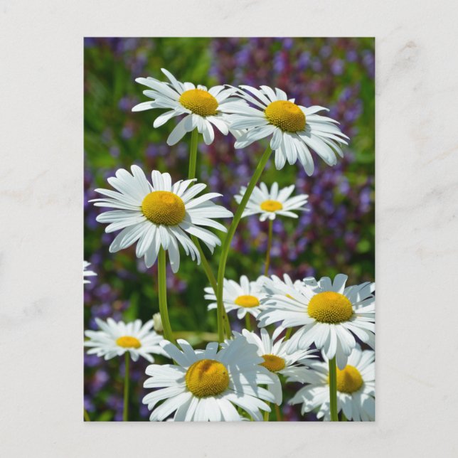 White spring daisies in bloom postcard (Front)