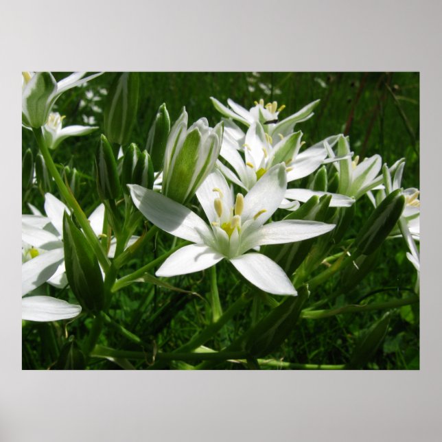 white spring flowers poster (Front)
