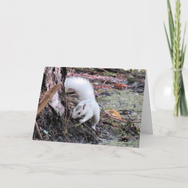 White Squirrel Greeting Card (Front)