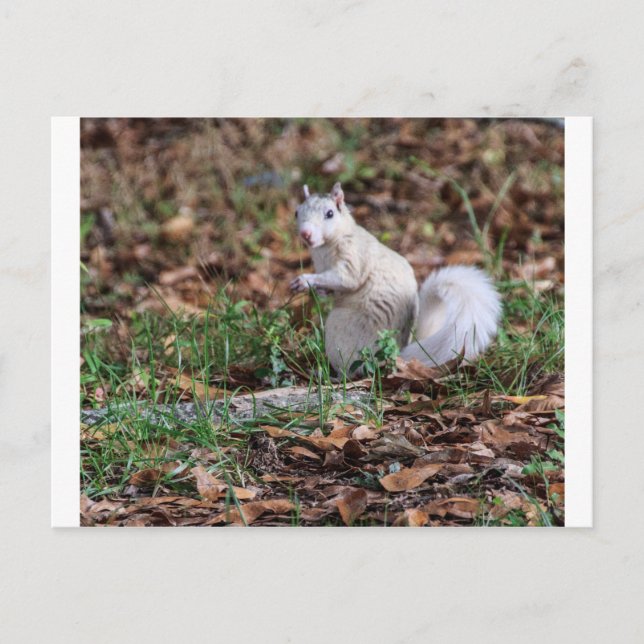 White Squirrel of Brevard Postcard (Front)
