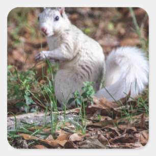 White Squirrel of Brevard Square Sticker