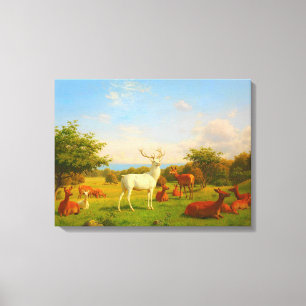 White Stag Deer Open Field Nature Wildlife Canvas Print
