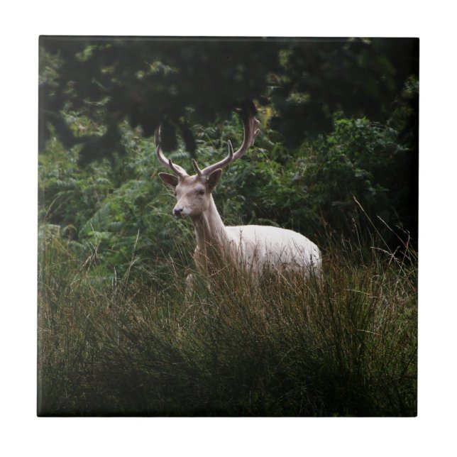 White Stag,  Deer, wildlife, animal photo Tile (Front)