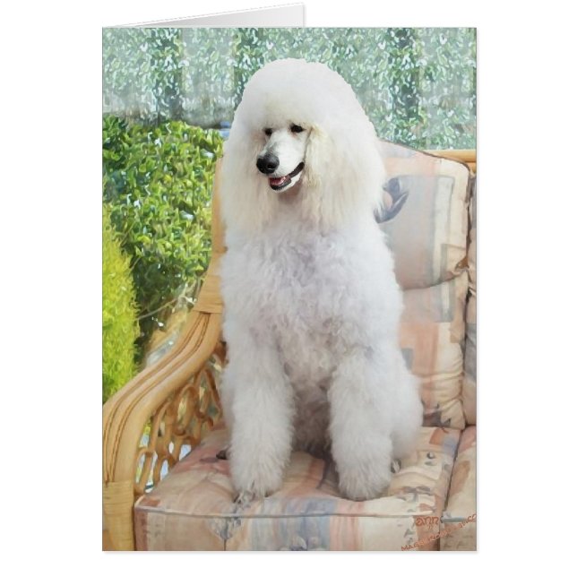 White Standard Poodle (Front)