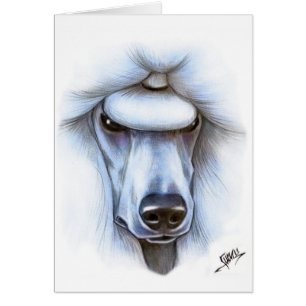 White Standard Poodle