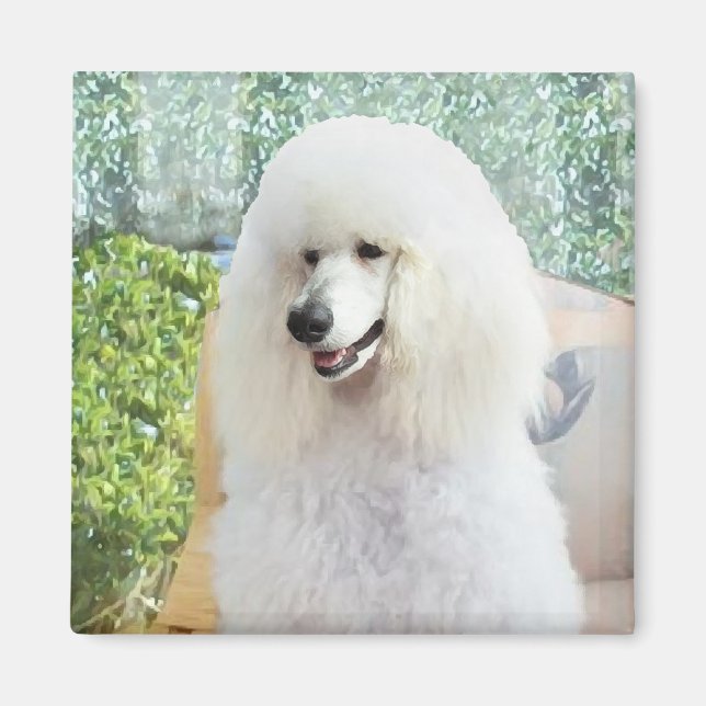 White Standard Poodle Magnet (Front)