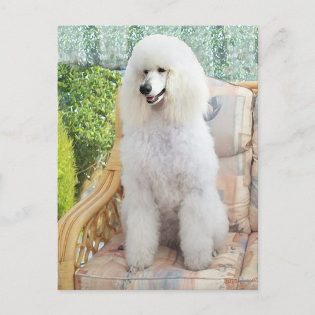 White Standard Poodle Postcard (Front)
