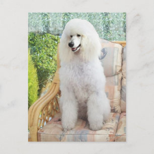 White Standard Poodle Postcard