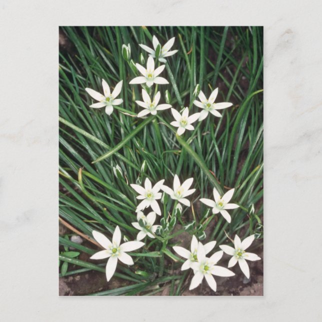 white Star Of Bethlehem, (Ornithogalum Umbellatum) Postcard (Front)