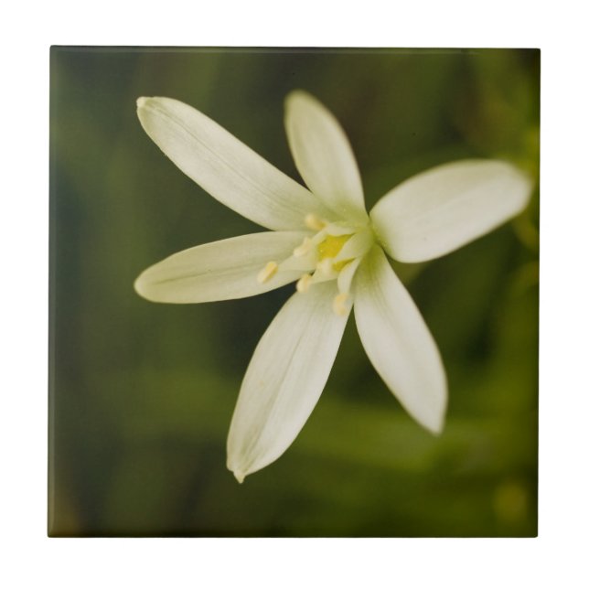 White Star-of-Bethlehem - Perennial Flower Tile (Front)