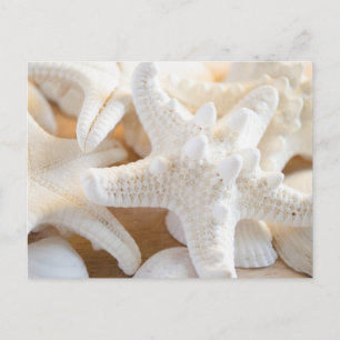 White Starfish Postcard