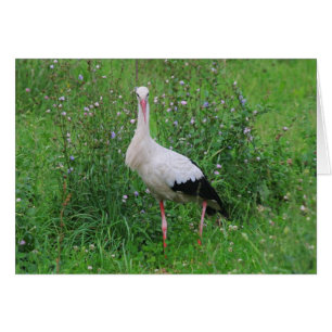 White stork
