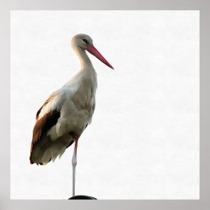 White Stork (Ciconia ciconia) Bird Art On White Poster