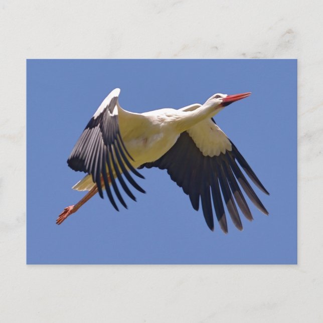 White stork in flight postcard (Front)