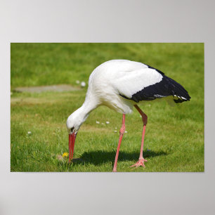 White stork on grass poster