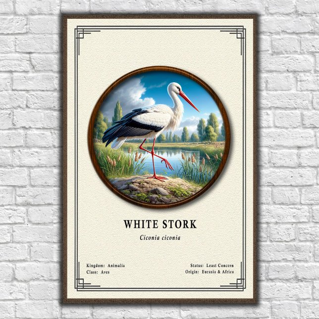 White Stork Zoology Series Poster (Creator Uploaded)