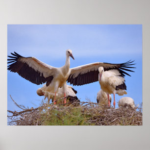 White storks on their nest poster