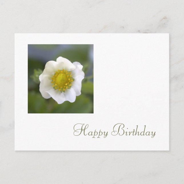 white strawberry flower happy birthday postcard (Front)