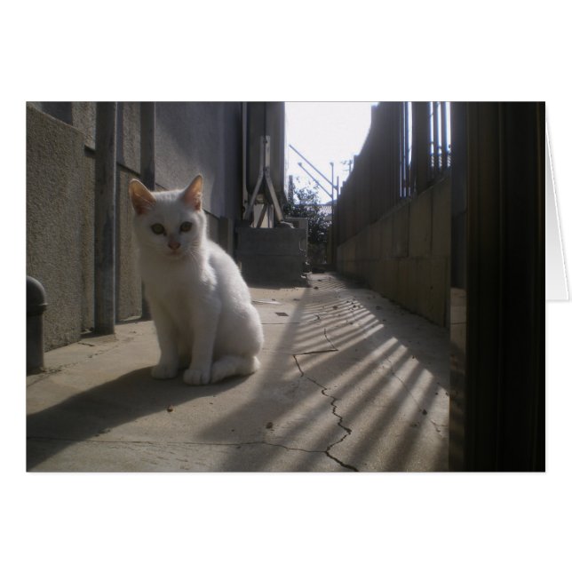 White Stray Kitten in Japan (Front Horizontal)