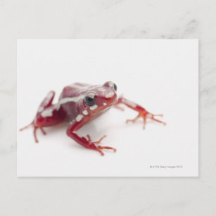 White-striped Poison Dart Frog 2 Postcard