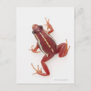 White-striped Poison Dart Frog Postcard