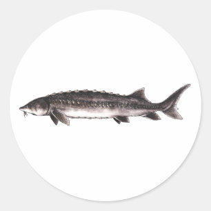 White Sturgeon - Acipenser transmontanus Classic Round Sticker