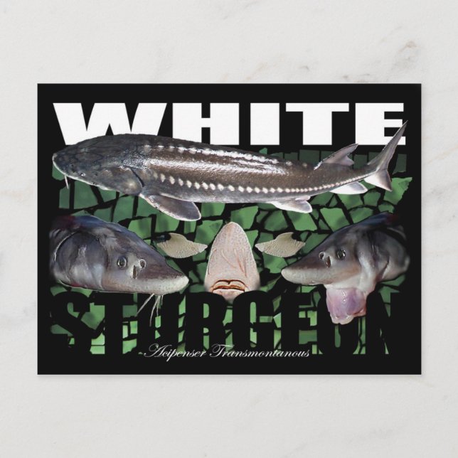 White Sturgeon-Collage-Postcard Postcard (Front)