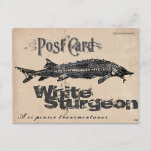 White Sturgeon-Gyotaku Antique Postcard