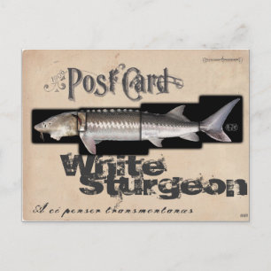 White Sturgeon-Illusionenser Antique Postcard